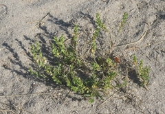 Lepidium strictum
