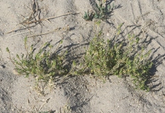 Lepidium strictum