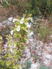 Teucrium flavum
