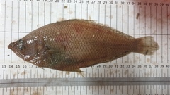 Citharus linguatula