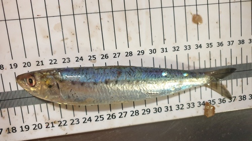 Photo de Sardine européenne (Sardina pilchardus)