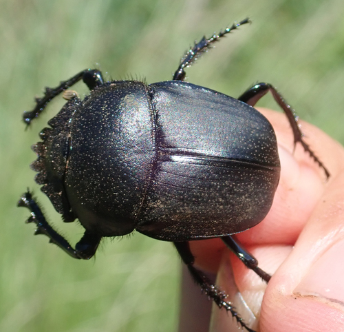 Scarabaeus westwoodi · iNaturalist