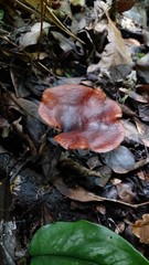 Neodictyopus dictyopus