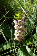 Eucomis humilis