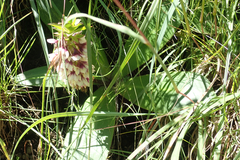 Eucomis humilis