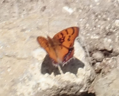Catacroptera cloanthe