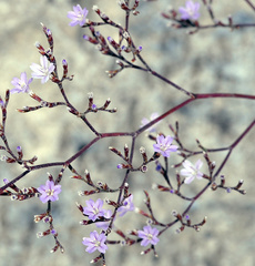 Limonium minus