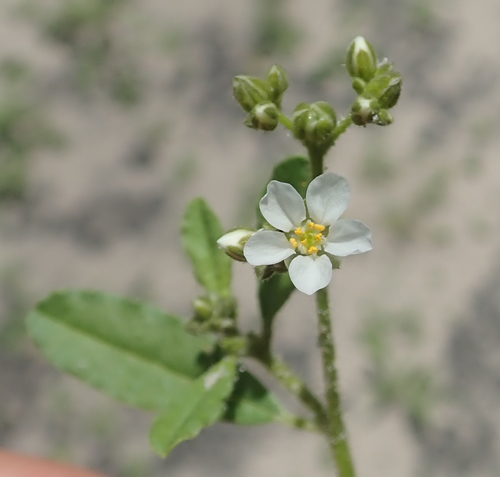 Tiny White Wild Hibiscus