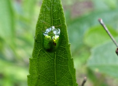 Plagiometriona herbea