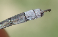 Lestes pallidus