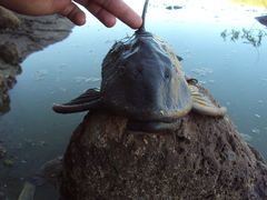 Hypostomus commersoni