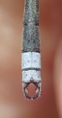 Lestes pallidus