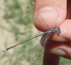 Lestes pallidus