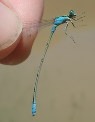 Pseudagrion coeleste