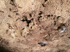 Aphaenogaster subterranea