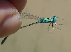 Pseudagrion coeleste