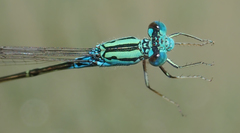 Pseudagrion coeleste
