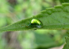 Plagiometriona herbea