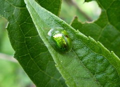 Plagiometriona herbea