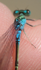Pseudagrion coeleste