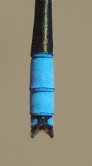 Pseudagrion coeleste