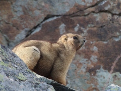 Marmota baibacina