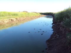 Hypostomus commersoni