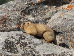 Marmota baibacina
