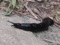 Turcomilax turkestanus