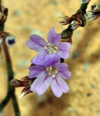 Limonium ugijarense