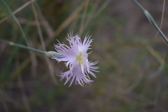 Dianthus broteri