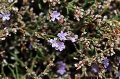 Limonium ugijarense