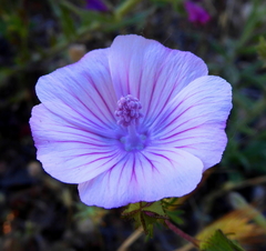 Malva trifida