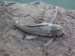 Hypostomus commersoni
