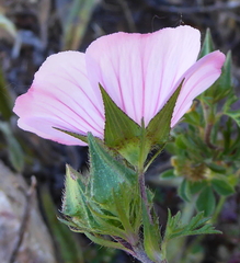 Malva trifida
