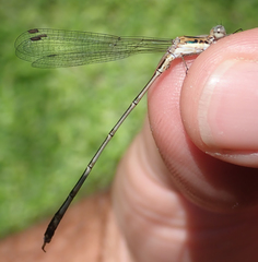 Lestes pinheyi