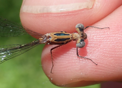 Lestes pinheyi