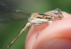 Lestes pinheyi