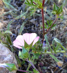 Malva trifida