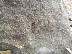 Aphaenogaster subterranea