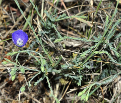 Linum austriacum collinum