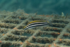 Petroscirtes fallax