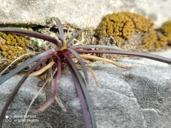 Ophiopogon planiscapus
