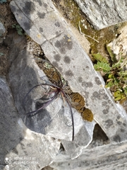 Ophiopogon planiscapus