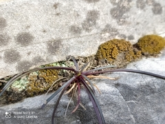 Ophiopogon planiscapus