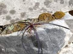Ophiopogon planiscapus