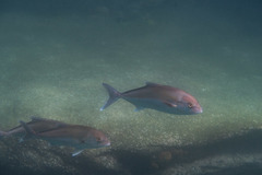 Seriola hippos