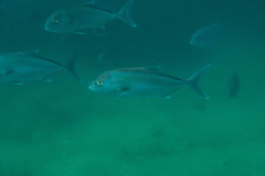 Seriola hippos