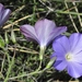 Beautiful Flax - Photo (c) faluke, some rights reserved (CC BY-NC), uploaded by faluke
