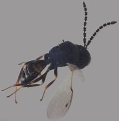Psilocera crassispina